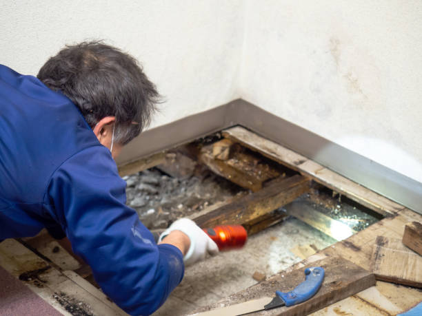 Best Local Mold Removal Service  in West Hempstead, NY